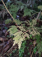 Selaginella moellendorffii