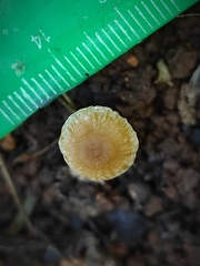 Tubaria dispersa