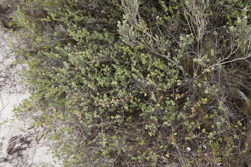 Image of Cliffortia obcordata by (c) Tony Rebelo, some rights reserved (CC BY-SA)