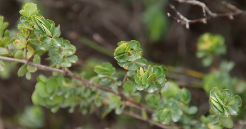 Image of Cliffortia obcordata by (c) Tony Rebelo, some rights reserved (CC BY-SA)