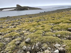 Deschampsia antarctica