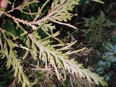 Selaginella moellendorffii
