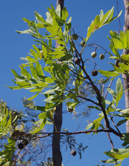 Grevillea heliosperma