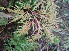 Selaginella moellendorffii