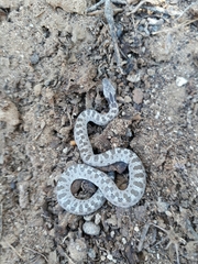 Hypsiglena ochrorhynchus