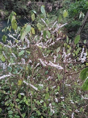 Oreocnide frutescens