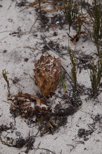 Image of Hyobanche thinophila by (c) Tony Rebelo, some rights reserved (CC BY-SA)