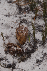 Hyobanche thinophila