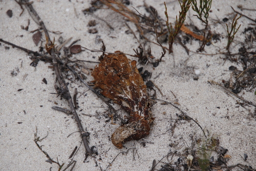 Image of Hyobanche thinophila by (c) Tony Rebelo, some rights reserved (CC BY-SA)