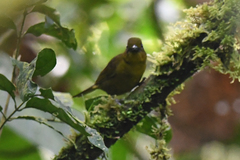 Chlorothraupis carmioli