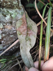 Pyrrosia lingua