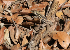 Aspidoscelis uniparens