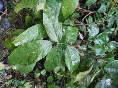 Derris fordii