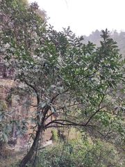 Elaeocarpus decipiens