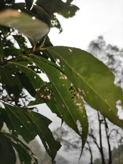 Elaeocarpus decipiens