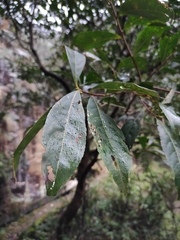 Elaeocarpus decipiens