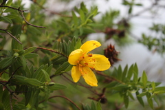 Hypericum revolutum revolutum