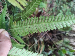 Pteris fauriei