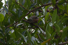 Microspingus lateralis