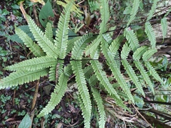 Pteris fauriei