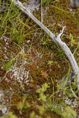 Didymodon xanthocarpus
