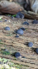 Lycoperdon fuligineum