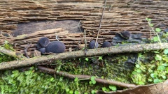 Lycoperdon fuligineum