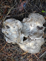 Lyophyllum littorale