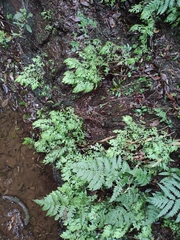 Selaginella doederleinii