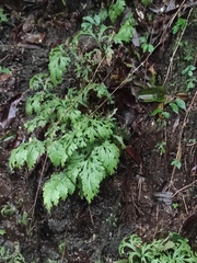Selaginella doederleinii