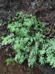 Selaginella doederleinii