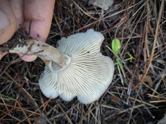 Lyophyllum littorale