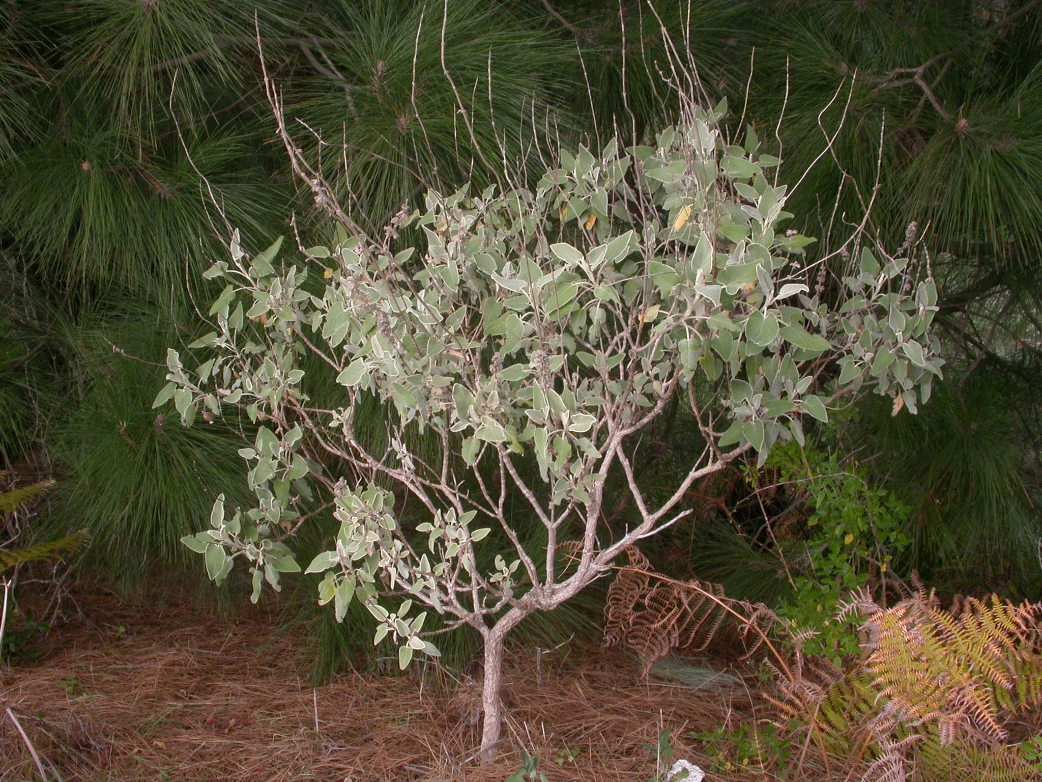 Sideritis barbellata