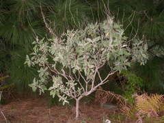 Sideritis barbellata