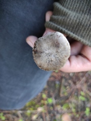 Lyophyllum littorale