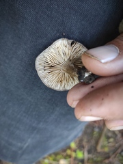 Lyophyllum littorale