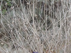 Mantisalca salmantica