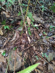 Arachniodes amabilis