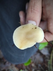 Clitocybe
