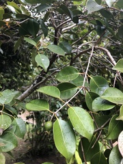 Eugenia copacabanensis