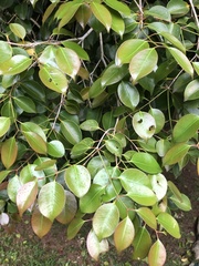 Eugenia copacabanensis