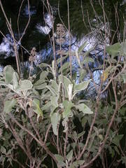 Sideritis barbellata