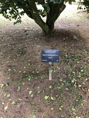 Eugenia copacabanensis