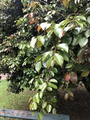 Eugenia copacabanensis