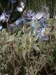 Sideritis barbellata