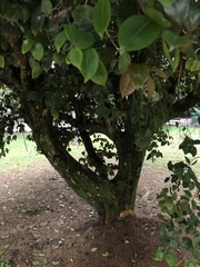 Eugenia copacabanensis