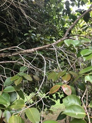 Eugenia copacabanensis