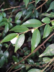 Camellia cuspidata