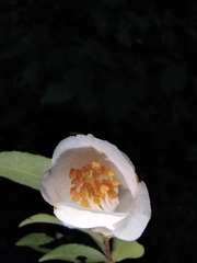 Camellia cuspidata
