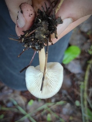 Clitocybe